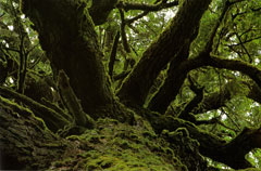 The Great Tree Great Tree