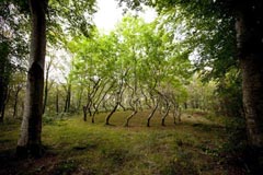 Circle of Trees